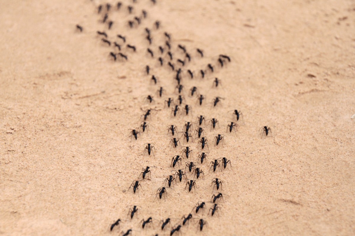 lutter contre les fourmis