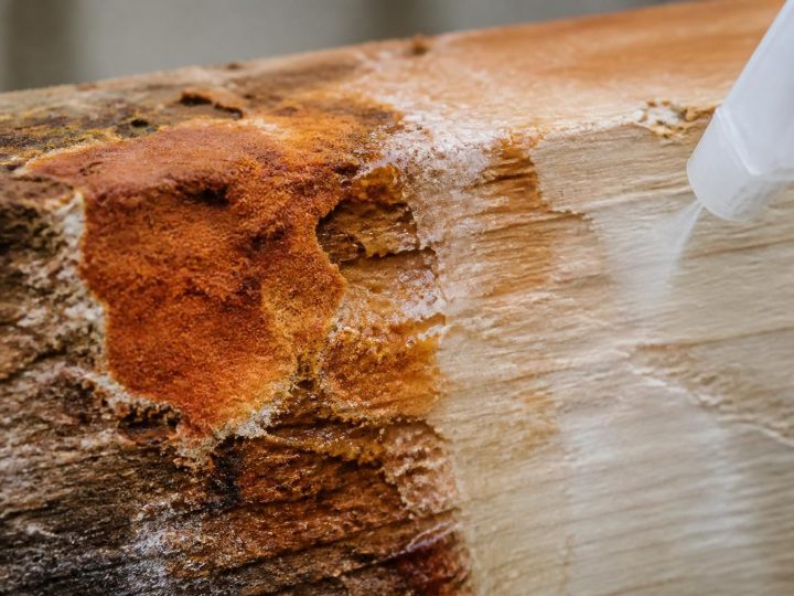 L&rsquo;effet spectaculaire de la mérule et vinaigre blanc sur les surfaces contaminées