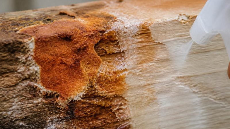 L&rsquo;effet spectaculaire de la mérule et vinaigre blanc sur les surfaces contaminées