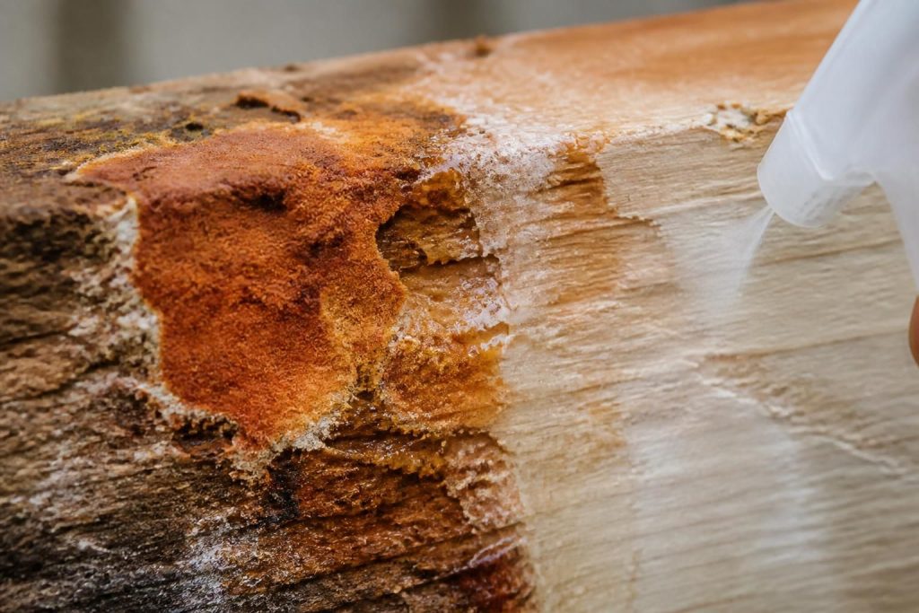 L&rsquo;effet spectaculaire de la mérule et vinaigre blanc sur les surfaces contaminées